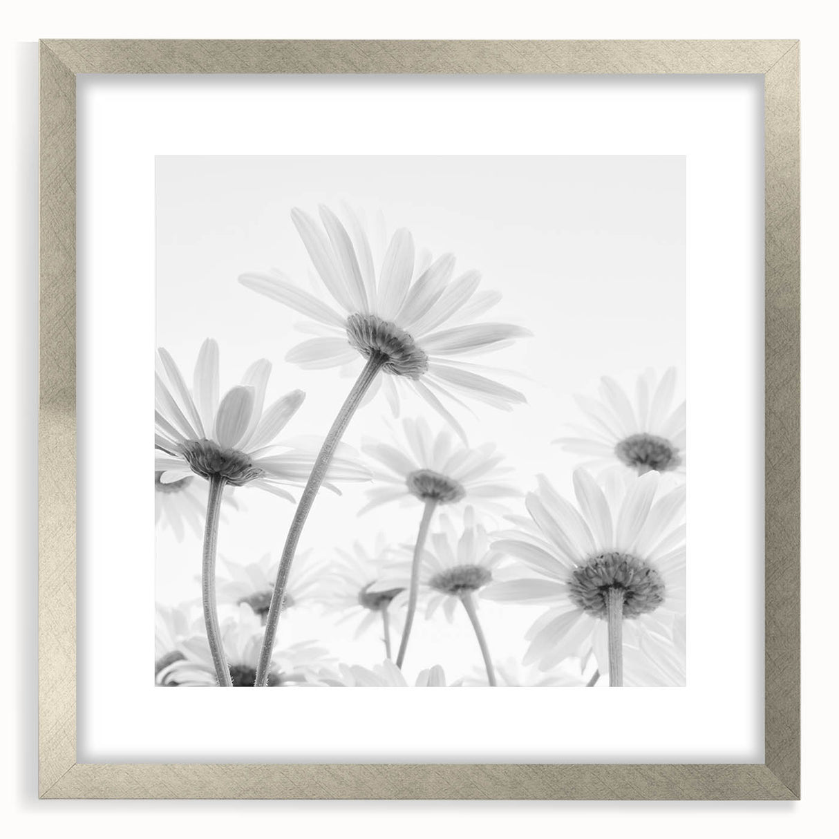 Framed botanical wall art featuring a delicate daisy design, set in a sleek silver frame with matting, perfect for enhancing home decor with a touch of nature.