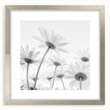 Framed botanical wall art featuring a delicate daisy design, set in a sleek silver frame with matting, perfect for enhancing home decor with a touch of nature.