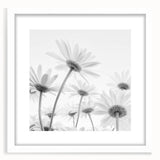 Botanical daisy wall art in a white frame, showcasing intricate floral designs with a mat, perfect for home decor or as a gift for nature lovers.
