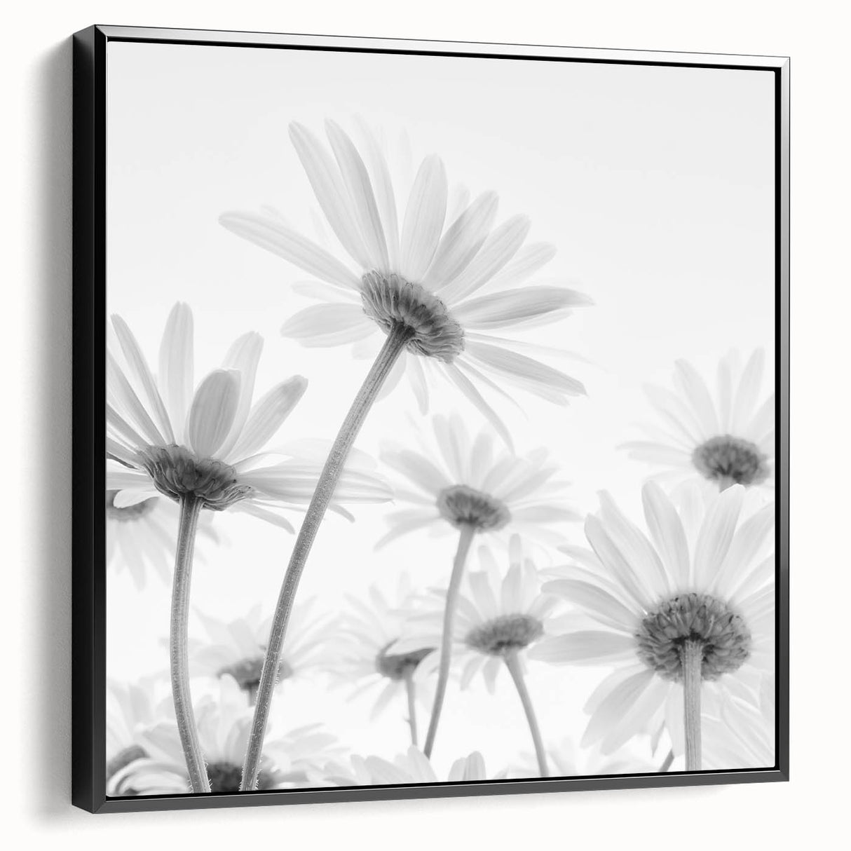 Framed canvas wall art featuring a botanical daisy design, showcasing intricate floral details and a sleek black frame, perfect for modern decor.