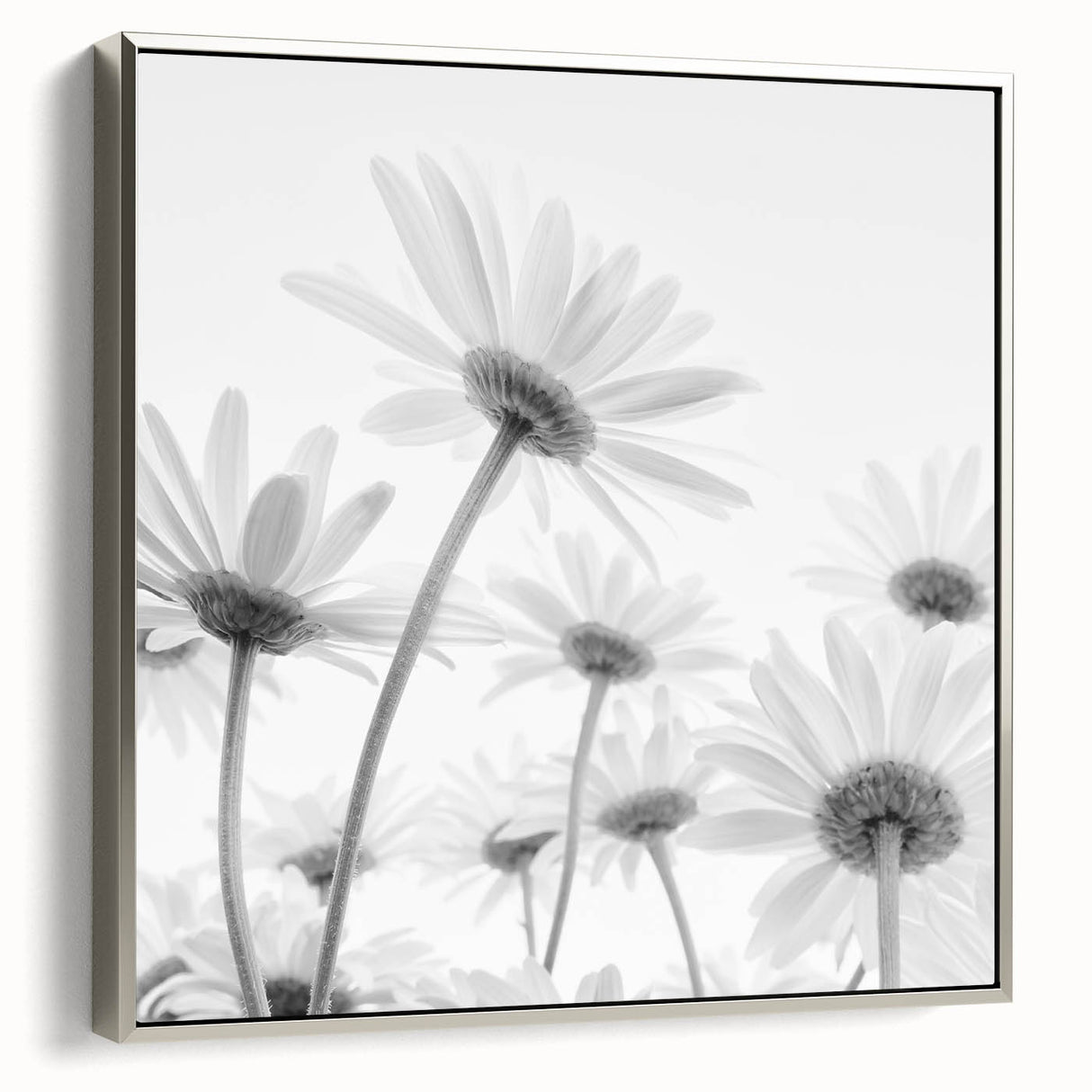 Framed wall art showcasing a botanical daisy design with a silver frame, highlighting vibrant colors and intricate floral details, perfect for home decor.