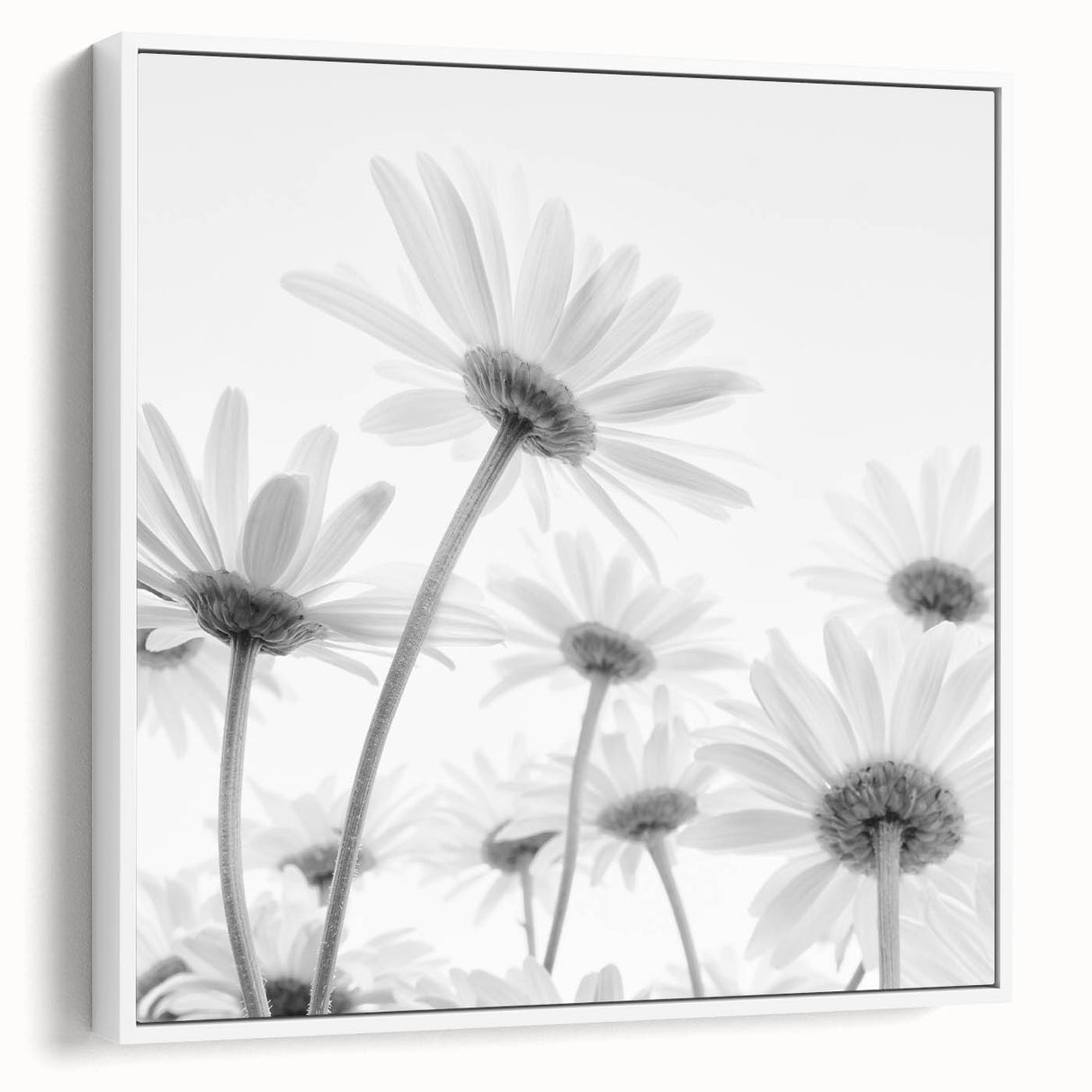 Framed botanical wall art featuring a delicate daisy design on a white background, showcasing elegant floral details and a sleek modern frame, perfect for home decor.