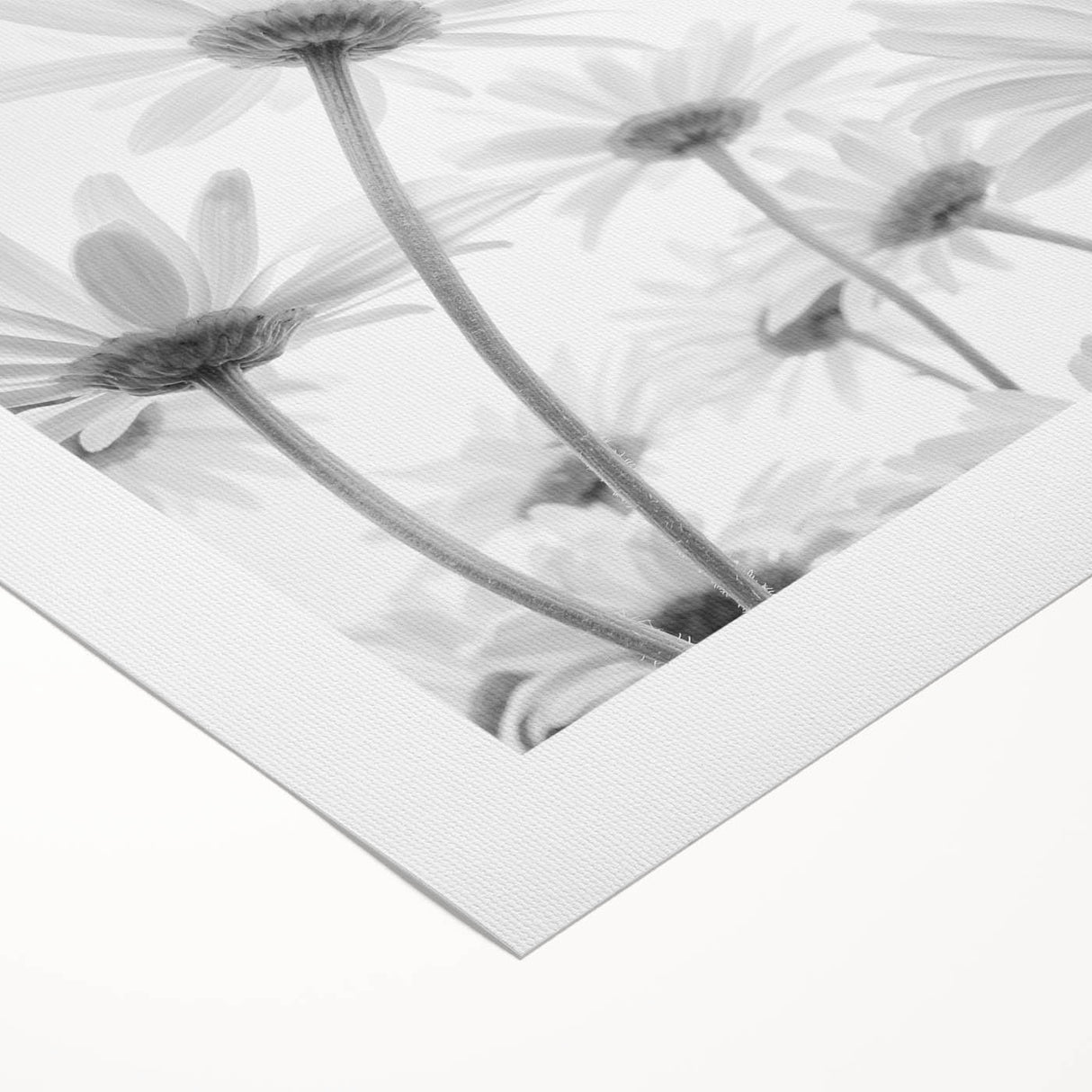 Botanical daisy design wall art printed on rolled canvas, showcasing vibrant yellow and white flowers against a soft green background, perfect for home decor.