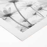 Botanical daisy design wall art printed on rolled canvas, showcasing vibrant yellow and white flowers against a soft green background, perfect for home decor.