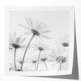 Botanical wall art print featuring a vibrant daisy design in soft pastel colors, rolled and ready for framing, ideal for floral decor enthusiasts.
