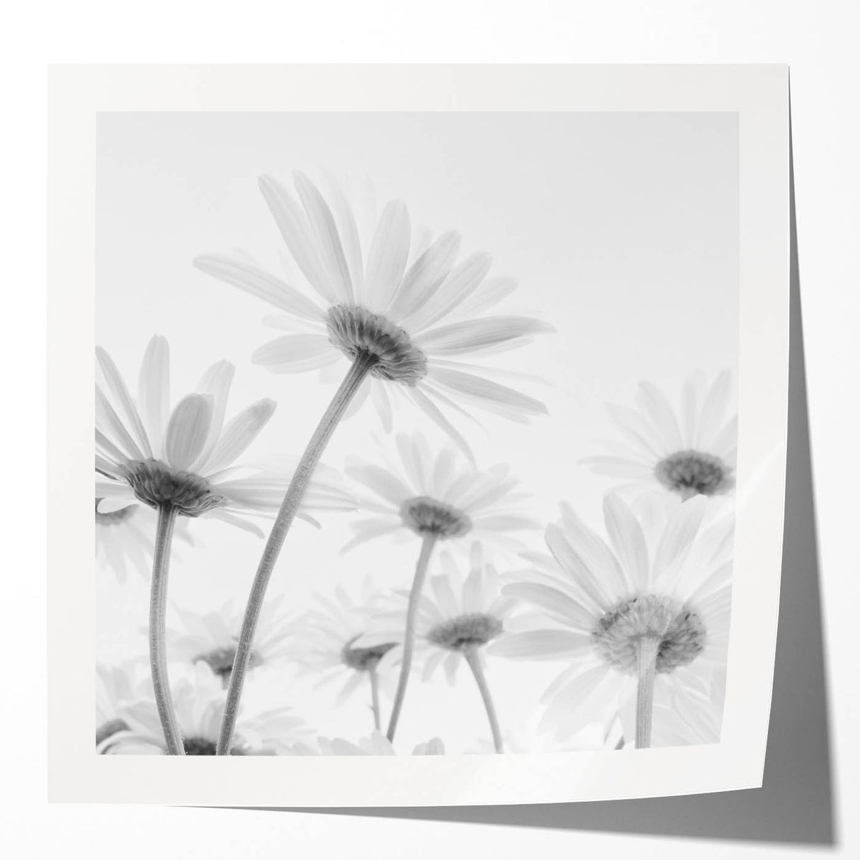 Botanical wall art print featuring a vibrant daisy design in soft pastel colors, rolled and ready for framing, ideal for floral decor enthusiasts.