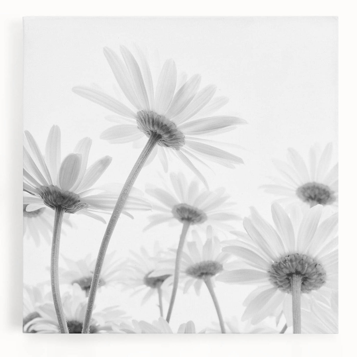 Stretched canvas wall art featuring a botanical daisy design with vibrant colors, ideal for home decor. Perfect for adding a touch of nature to any room.
