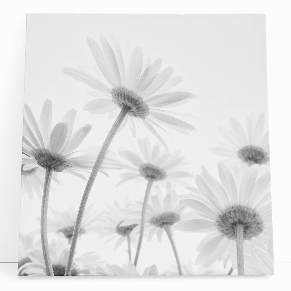 Botanical daisy wall art design on stretched canvas, showcasing vibrant yellow and white flowers against a soft blue background, perfect for home decor.