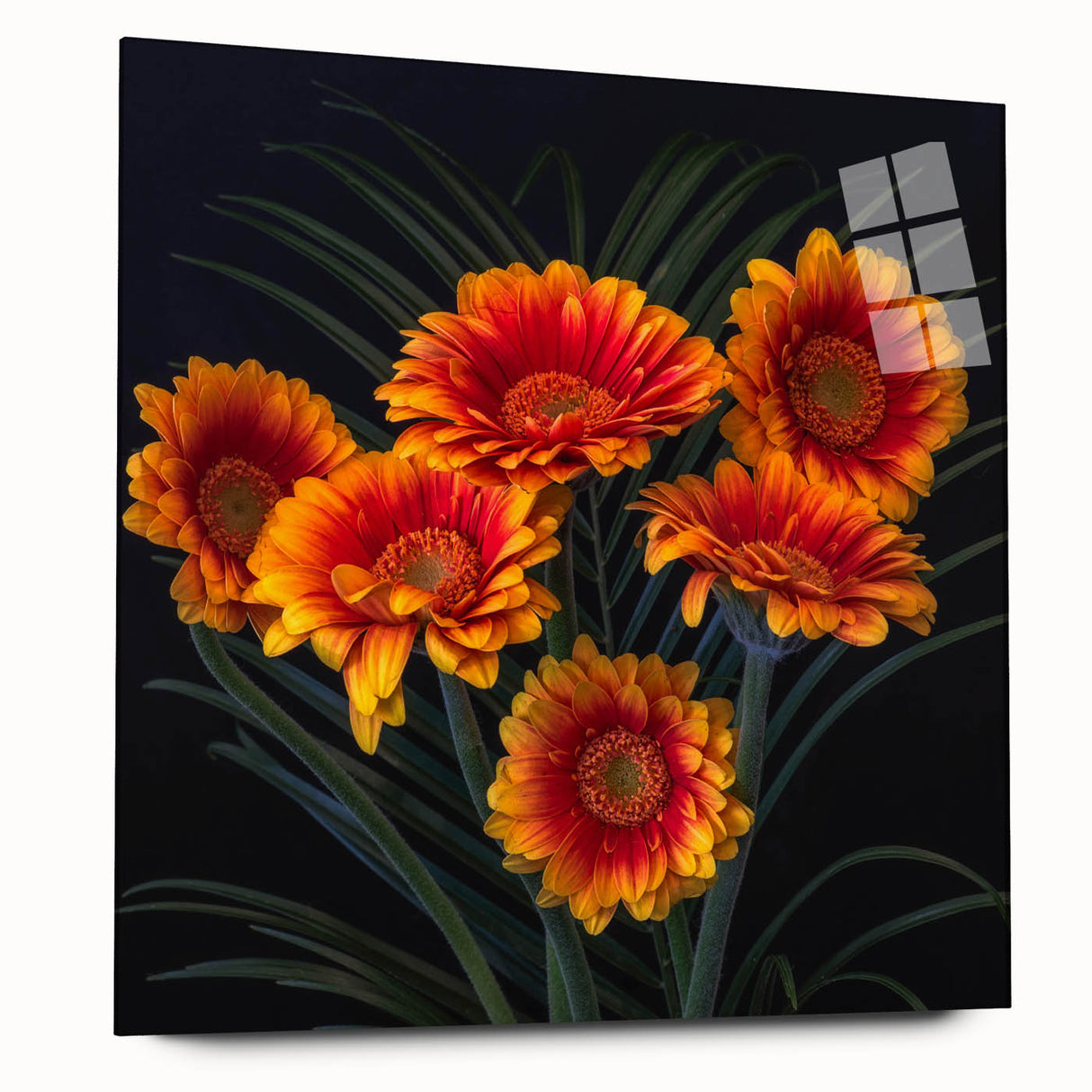 Acrylic glass wall art featuring a botanical daisy design in vibrant colors, elegantly displayed from the side, showcasing its sleek finish and contemporary style. Ideal for modern home decor enthusiasts seeking nature-inspired artwork.