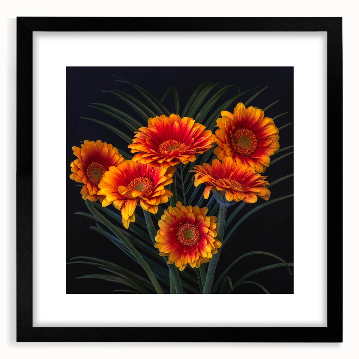 Botanical daisy wall art collection in a black frame with a white mat, showcasing vibrant floral designs. Perfect for home decor and adding a touch of nature.