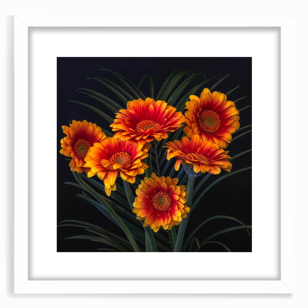 Framed botanical wall art featuring delicate white daisies on a soft pastel background, presented in a sleek white frame with a mat for an elegant touch. Perfect for brightening home decor or as a thoughtful gift.