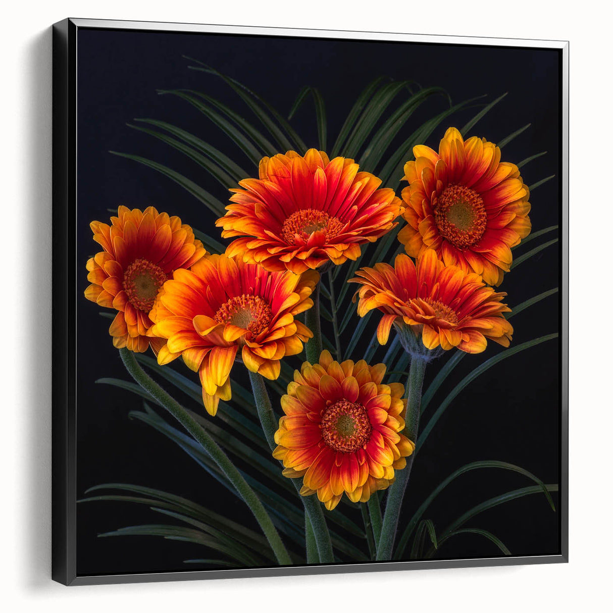 Framed canvas wall art showcasing a botanical daisy design in vibrant colors. The piece features a sleek black frame, ideal for enhancing modern decor.
