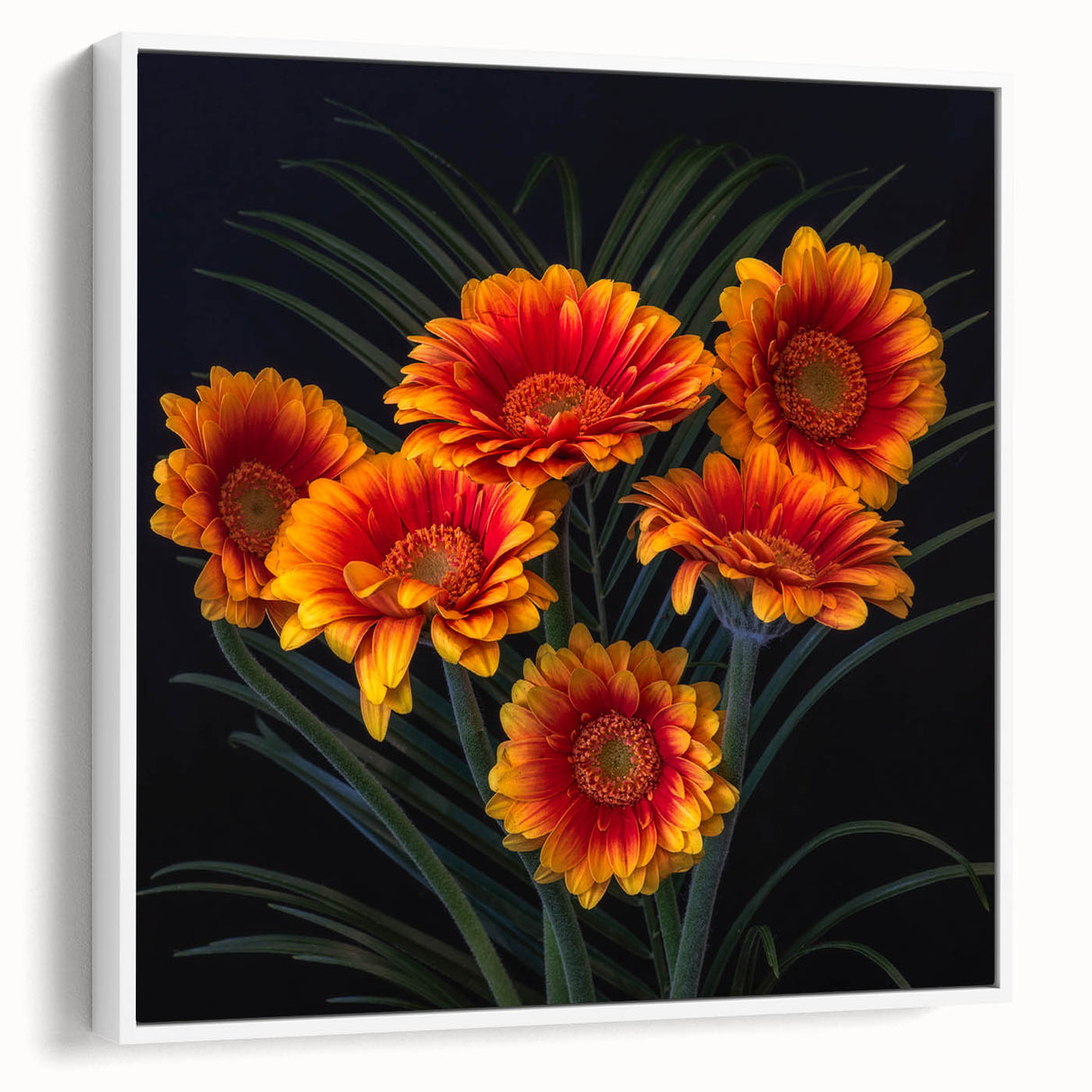 Framed canvas wall art showcasing a botanical daisy design with vibrant yellow and white flowers against a sleek white background, ideal for home decor.