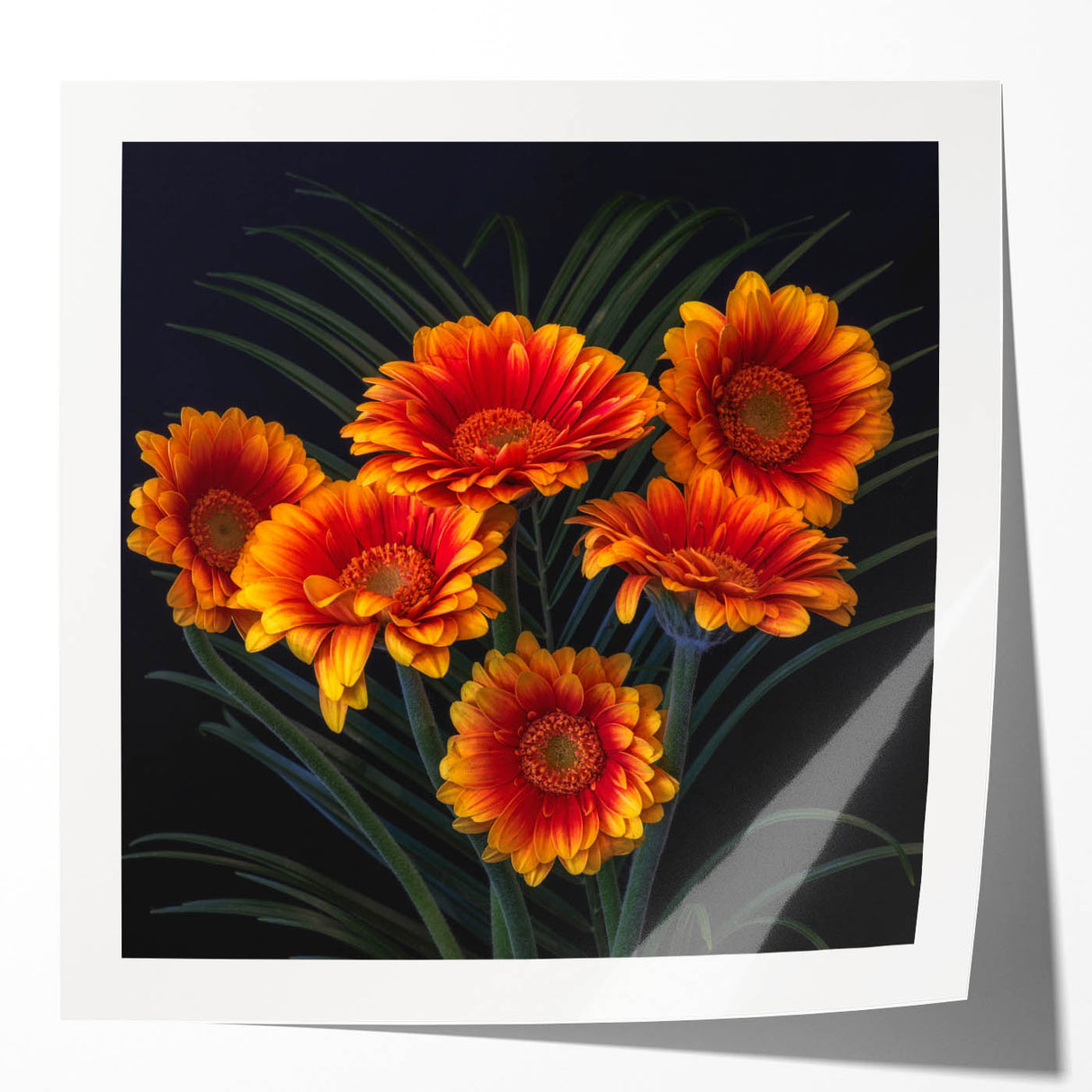Botanical wall art print showcasing a delicate white daisy design on a soft pastel background, rolled for easy display and shipping. Perfect for floral decor enthusiasts.