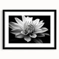Botanical wall art featuring a delicate daisy design in a black frame with a mat, showcased from a front view, ideal for enhancing home decor and floral themes.