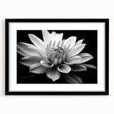 Botanical wall art featuring a delicate daisy design in a black frame with a mat, showcased from a front view, ideal for enhancing home decor and floral themes.