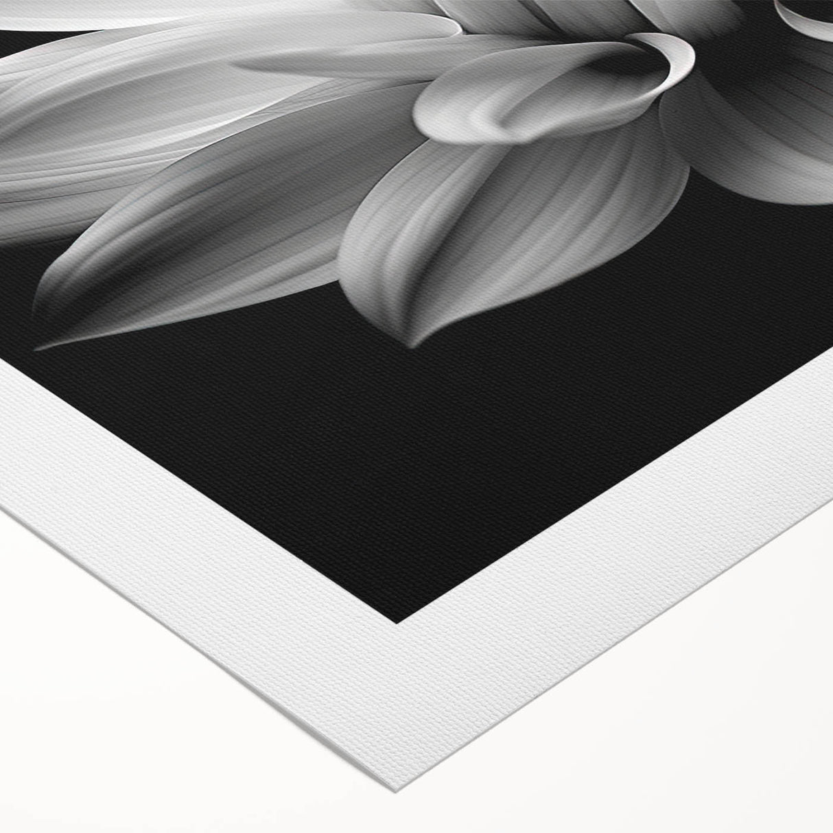 Botanical daisy wall art collection on rolled canvas, featuring vibrant flowers in a serene color palette, ideal for home decor and nature enthusiasts.