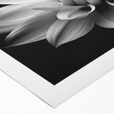 Botanical daisy wall art collection on rolled canvas, featuring vibrant flowers in a serene color palette, ideal for home decor and nature enthusiasts.