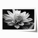 Botanical daisy wall art print showcasing vibrant yellow and white flowers against a soft green background, perfect for adding a touch of nature to home decor.