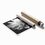 Botanical daisy wall art print showcasing vibrant floral illustrations in soft pastel colors, rolled for easy framing and display, perfect for home decor.