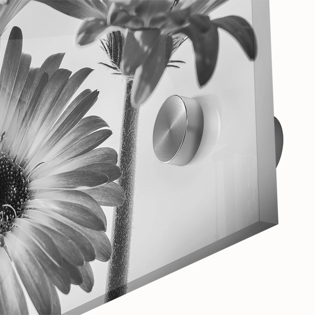 Close-up of a vibrant botanical wall art collection featuring delicate daisies on acrylic glass, showcasing intricate details and bright colors ideal for home decor.