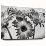 Acrylic glass wall art showcasing a botanical daisy design, featuring vibrant colors and a side view with pins for easy hanging, perfect for home decor enthusiasts.