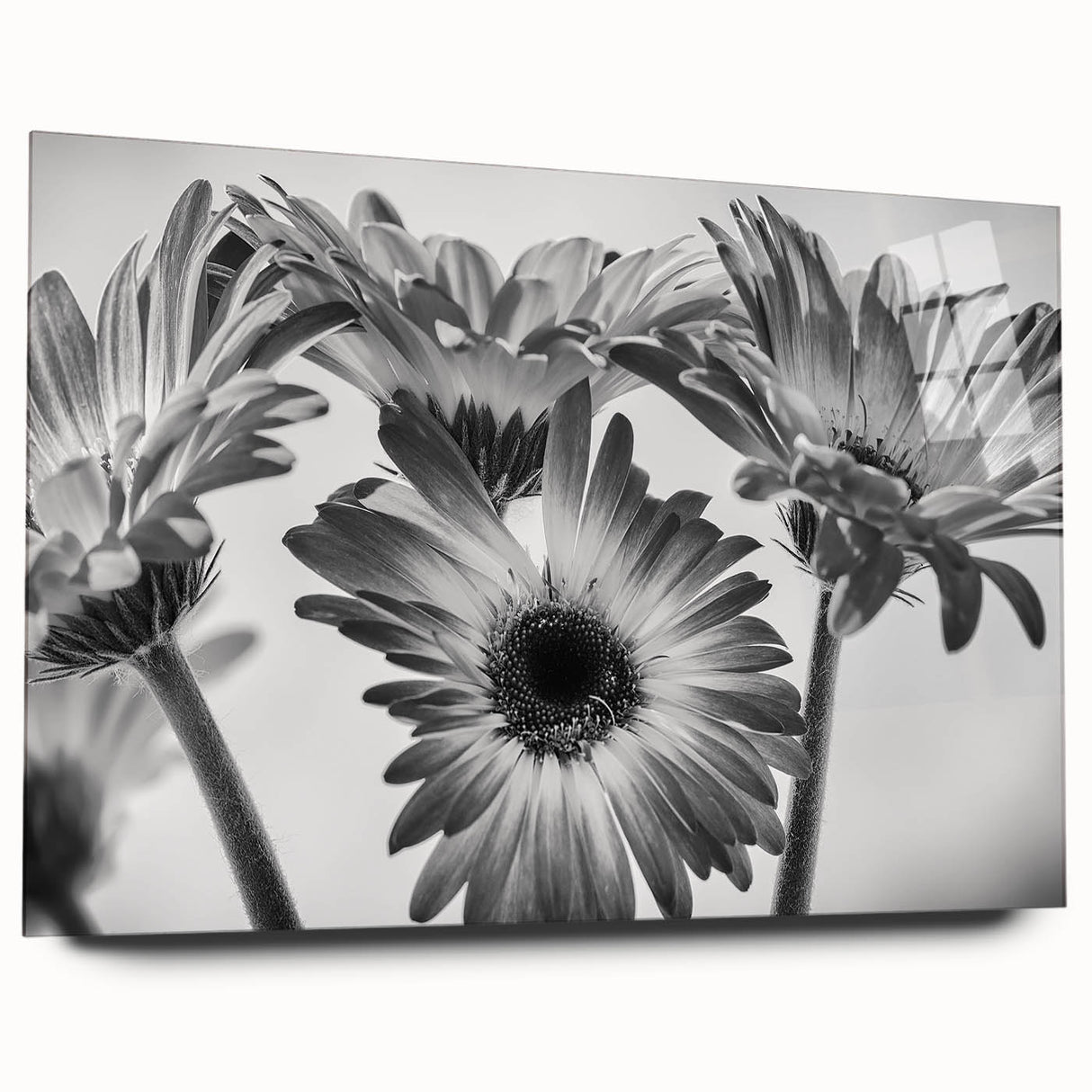 Acrylic glass wall art collection showcasing a delicate botanical daisy design, featuring vibrant colors and a contemporary side view, perfect for home decor.