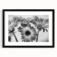 Black-framed wall art featuring a botanical daisy design, showcasing delicate white flowers set against a soft pastel background, ideal for home decor or floral-themed interiors.