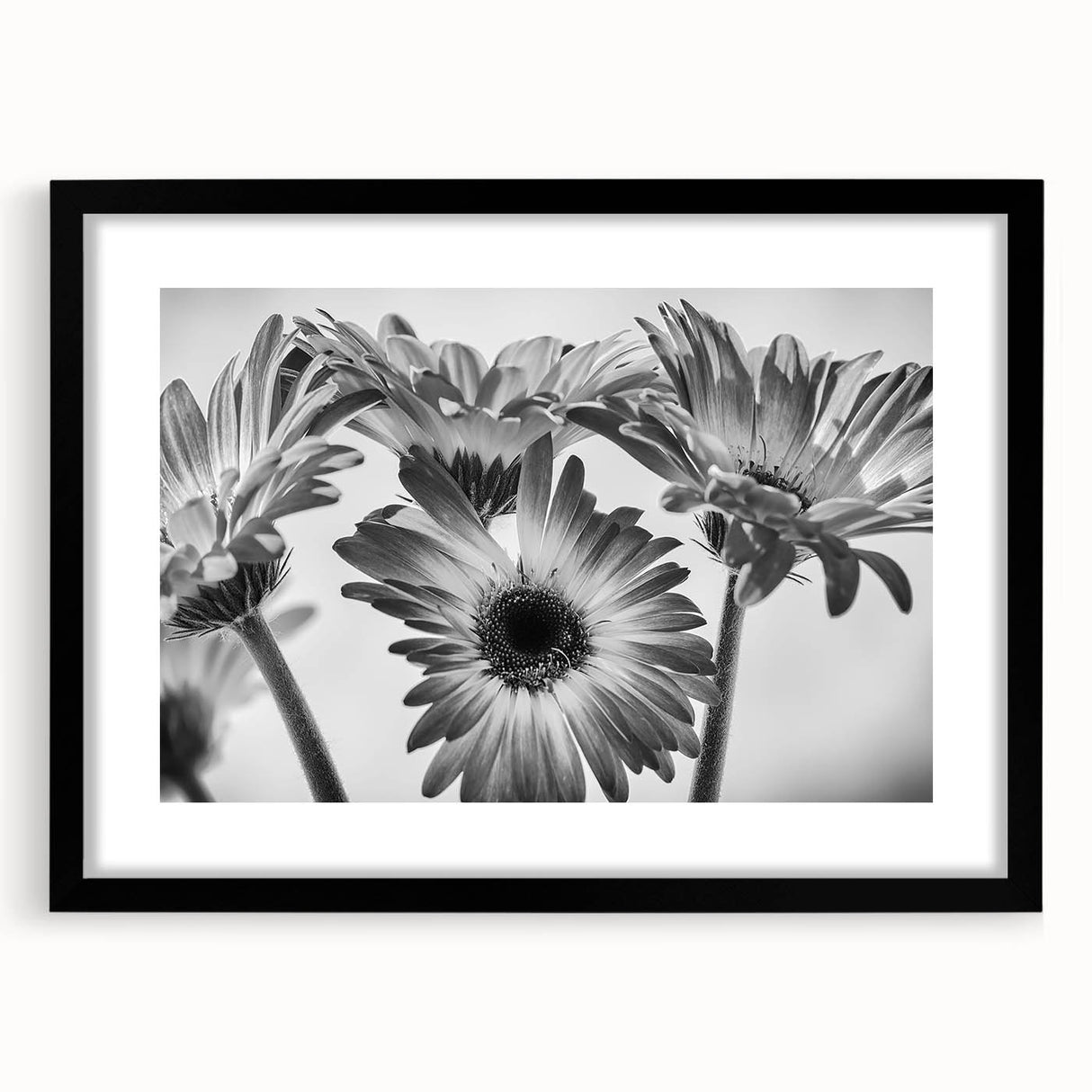 Black-framed wall art featuring a botanical daisy design, showcasing delicate white flowers set against a soft pastel background, ideal for home decor or floral-themed interiors.