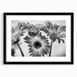 Black-framed wall art featuring a botanical daisy design, showcasing delicate white flowers set against a soft pastel background, ideal for home decor or floral-themed interiors.