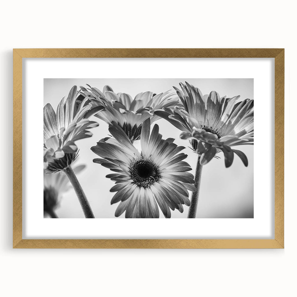 Botanical daisy wall art collection featuring a gold-framed design with a mat, showcasing vibrant flowers against a white background, ideal for home decor.