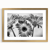 Botanical daisy wall art collection featuring a gold-framed design with a mat, showcasing vibrant flowers against a white background, ideal for home decor.