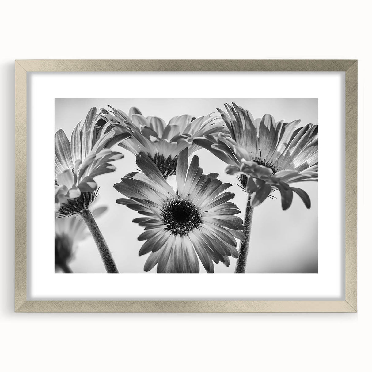 Framed botanical wall art featuring a delicate daisy design with a silver frame and mat, perfect for home decor enthusiasts seeking floral elegance.