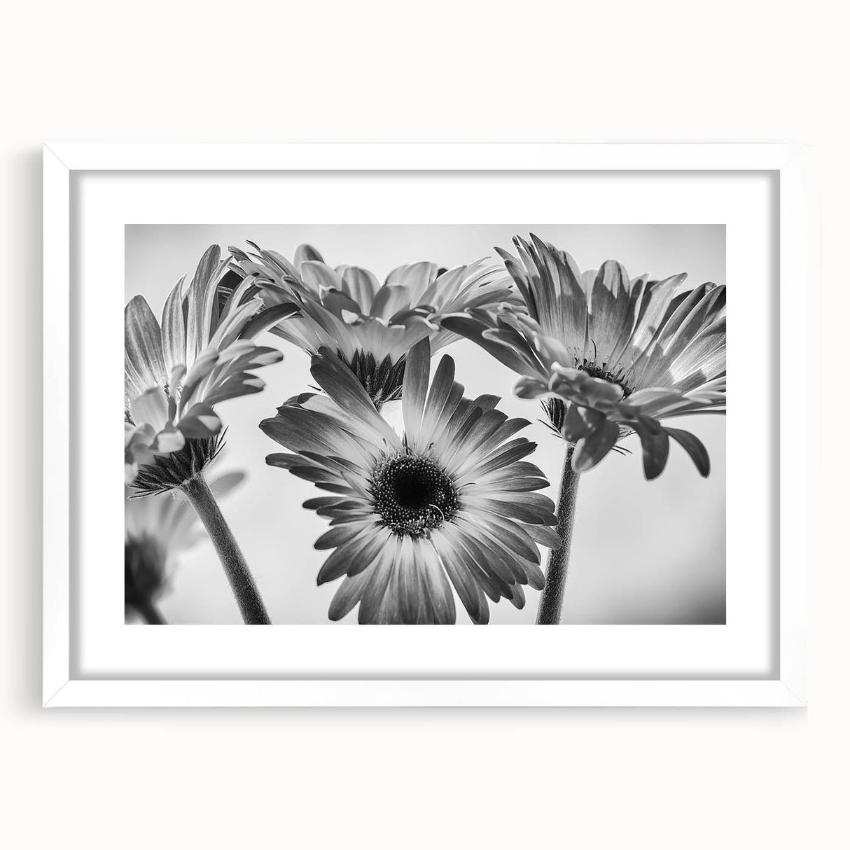 Botanical wall art collection featuring a delicate daisy design in a white frame with matting, highlighting the vibrant colors and intricate details perfect for home decor.