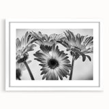 Botanical wall art collection featuring a delicate daisy design in a white frame with matting, highlighting the vibrant colors and intricate details perfect for home decor.