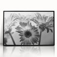 Framed black acrylic wall art showcasing a botanical daisy design, featuring vibrant yellow and white flowers against a sleek black background, perfect for modern home decor.