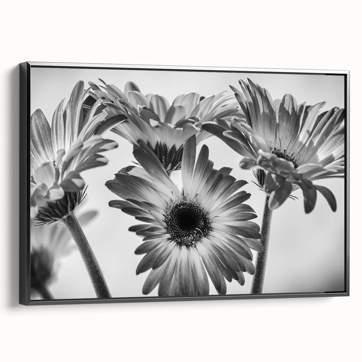 Framed black wall art featuring an intricate botanical daisy design on canvas, showcasing vibrant floral patterns and textures for modern decor.