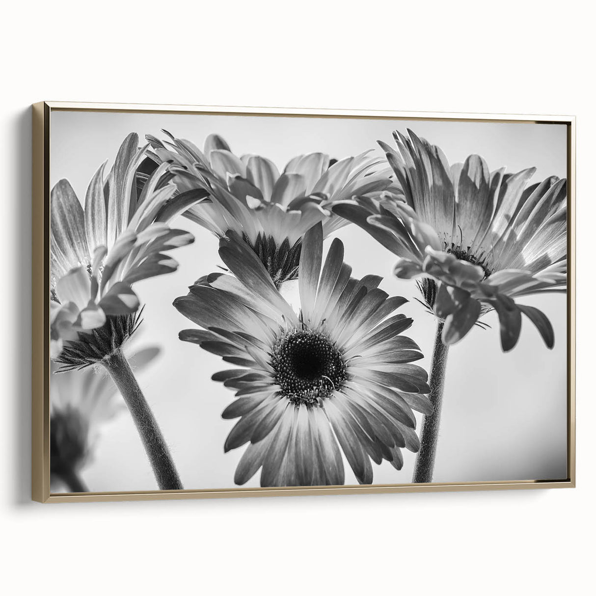 Framed canvas wall art showcasing a botanical daisy design with a gold frame, ideal for home decor. The side view highlights the elegant finish and vibrant colors, perfect for adding a touch of nature-inspired elegance to any room.