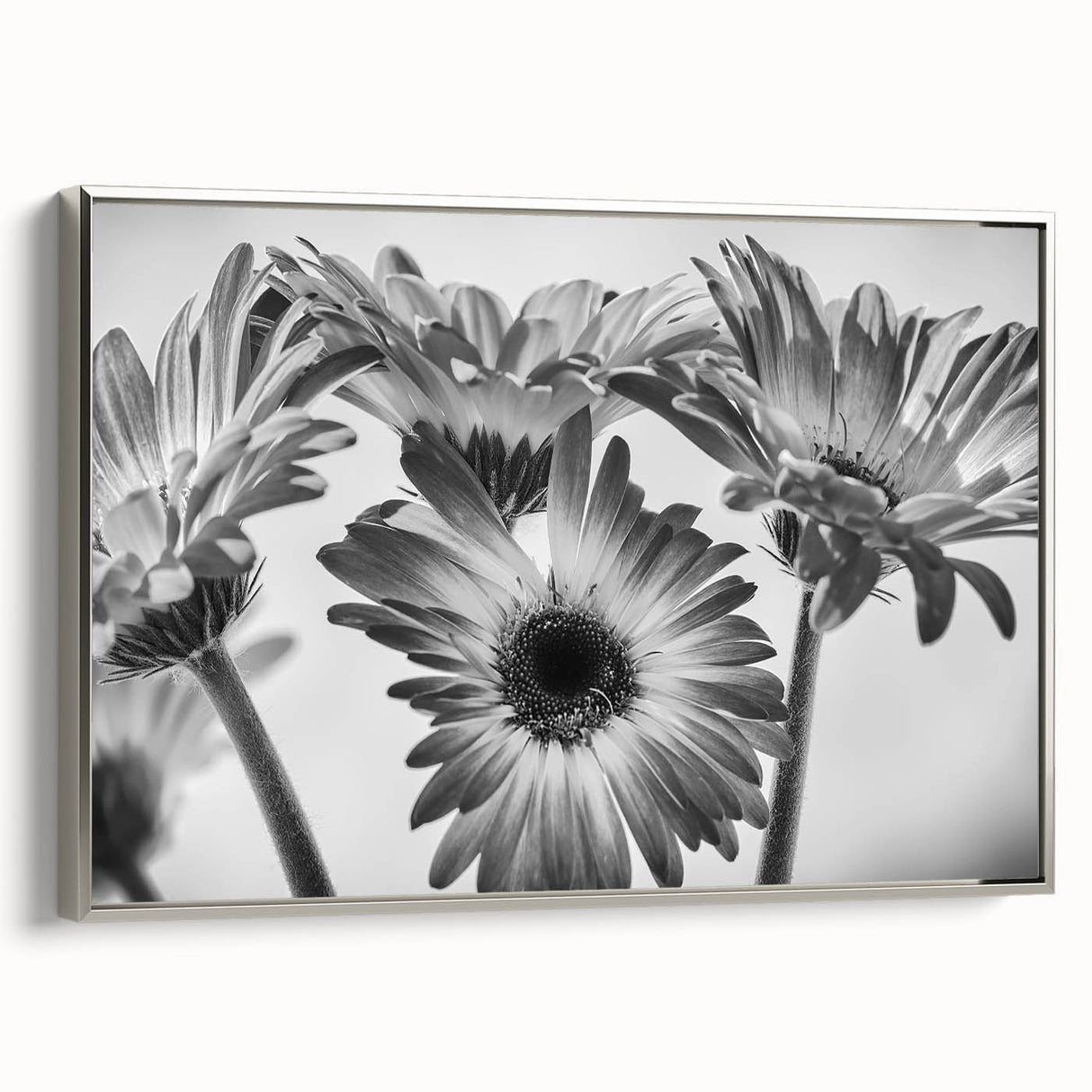 Framed wall art showcasing a botanical daisy design on canvas, featuring a silver frame, ideal for adding a touch of elegance to home decor. Perfect for nature lovers.