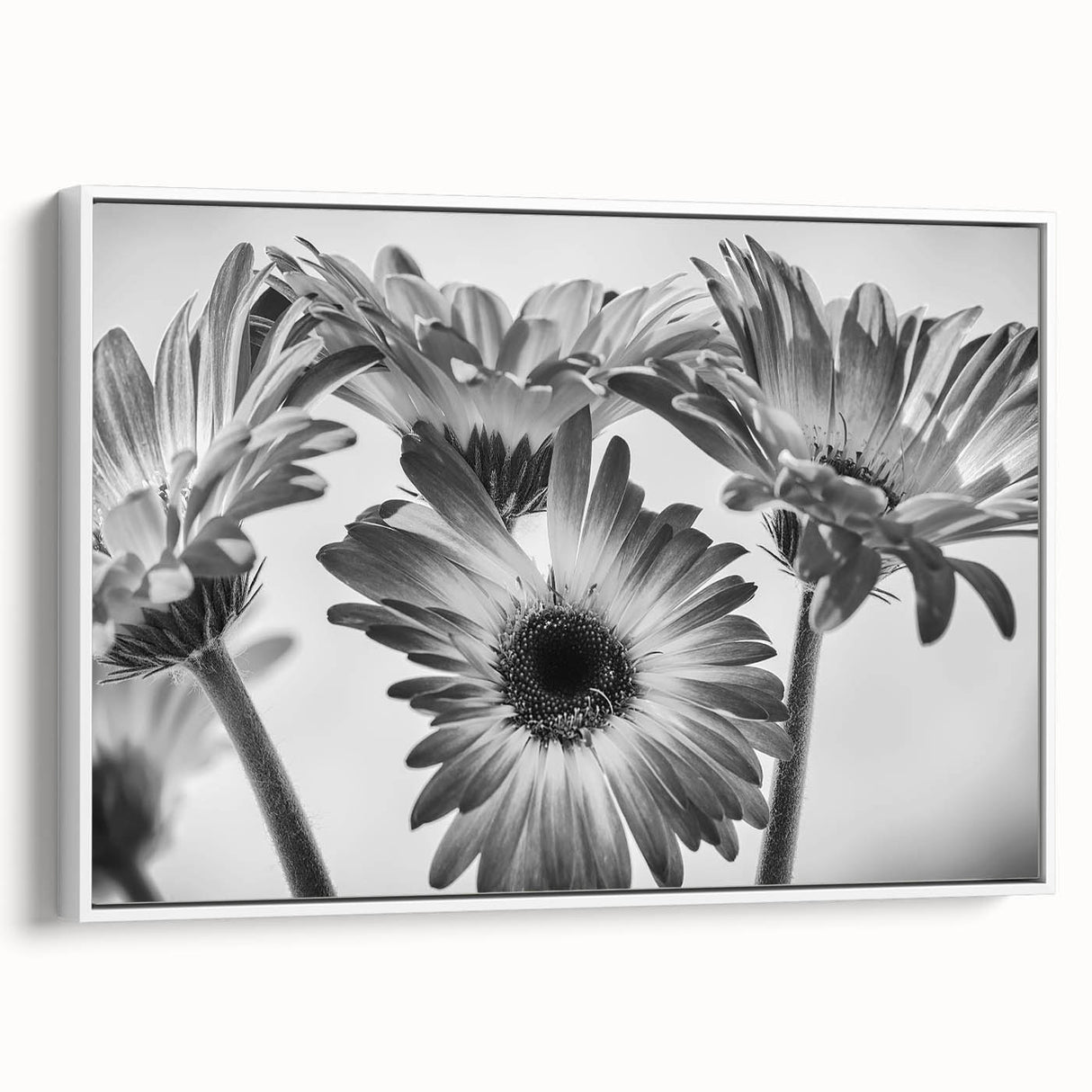 Framed botanical wall art featuring a delicate daisy design on canvas, showcasing intricate details and vibrant colors with a sleek white frame, perfect for home decor.