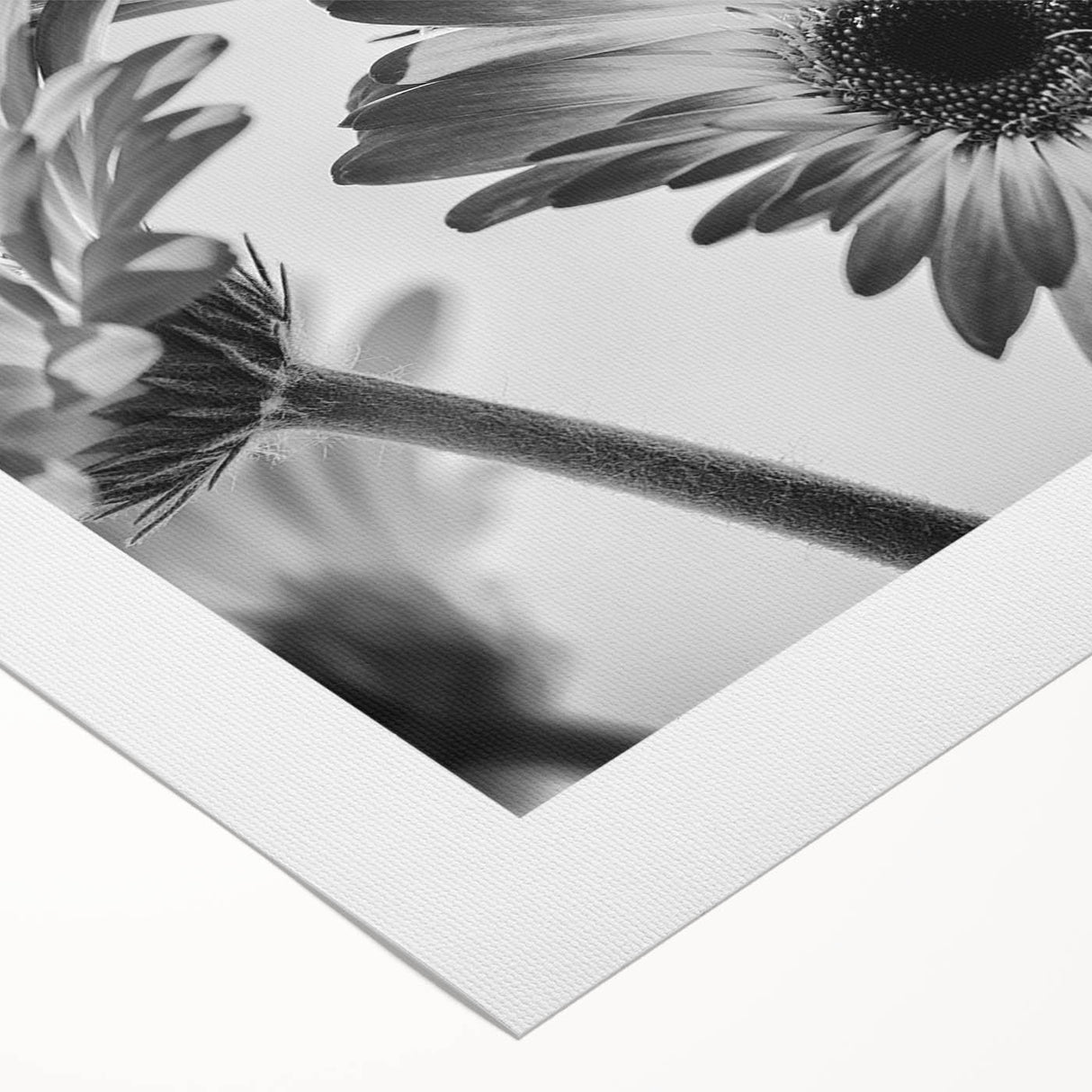 Botanical wall art featuring a vibrant daisy design on rolled canvas, showcasing bright yellow and white flowers against a soft blue background, ideal for home decor.