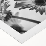 Botanical wall art featuring a vibrant daisy design on rolled canvas, showcasing bright yellow and white flowers against a soft blue background, ideal for home decor.