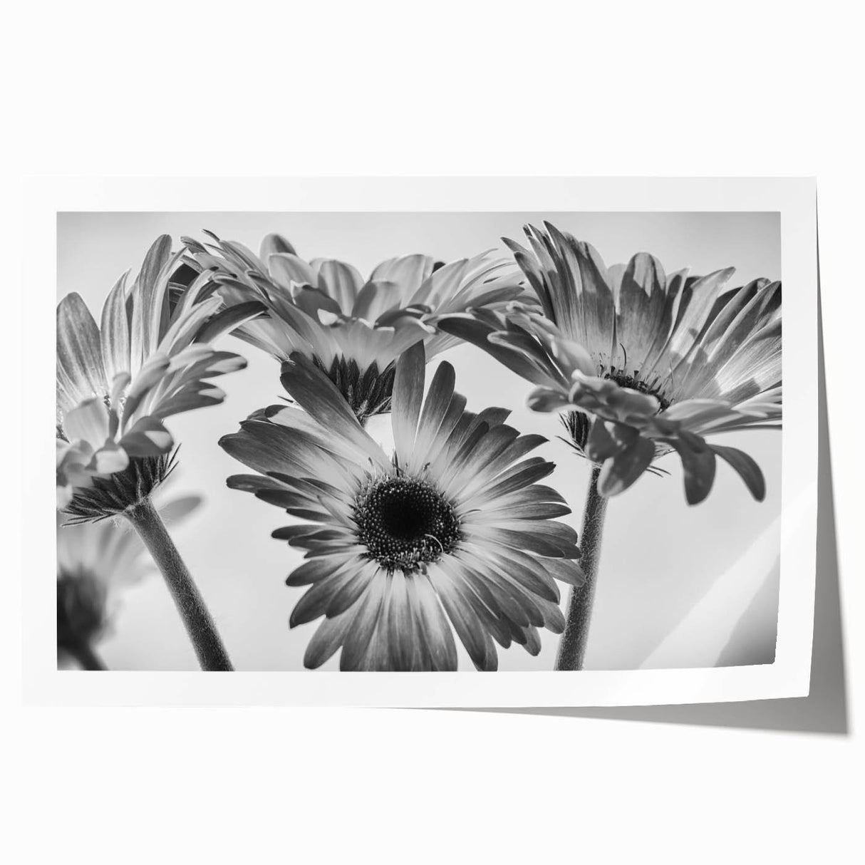 Rolled print of a botanical daisy wall art collection showcasing vibrant yellow and white daisies against a soft green background, perfect for brightening home decor.