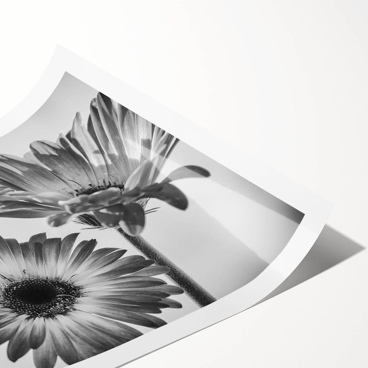 Botanical wall art print showcasing a vibrant daisy design in soft pastel colors, rolled for easy display and shipping, perfect for home decor enthusiasts.