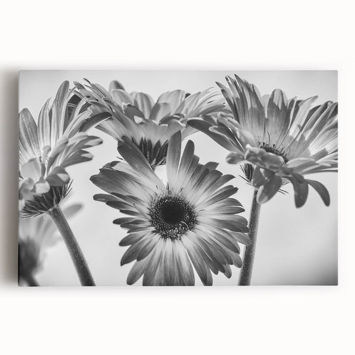 Colorful botanical daisy wall art design on stretched canvas, showcasing intricate floral patterns against a white background, ideal for home decor.