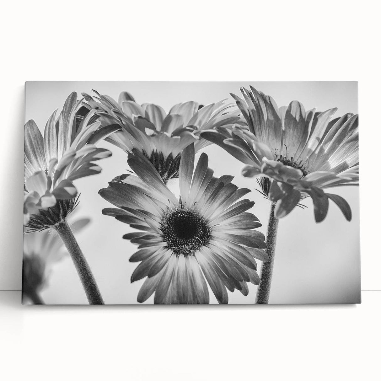 Stretched canvas wall art depicting a vibrant botanical daisy design in hues of yellow and white, elegantly leaning against a neutral background, perfect for home decor.