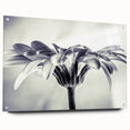 Acrylic wall art featuring a botanical daisy design, showcasing vibrant colors and intricate details, elegantly displayed with pins for a modern touch. Ideal for floral decor enthusiasts seeking to enhance their living space.