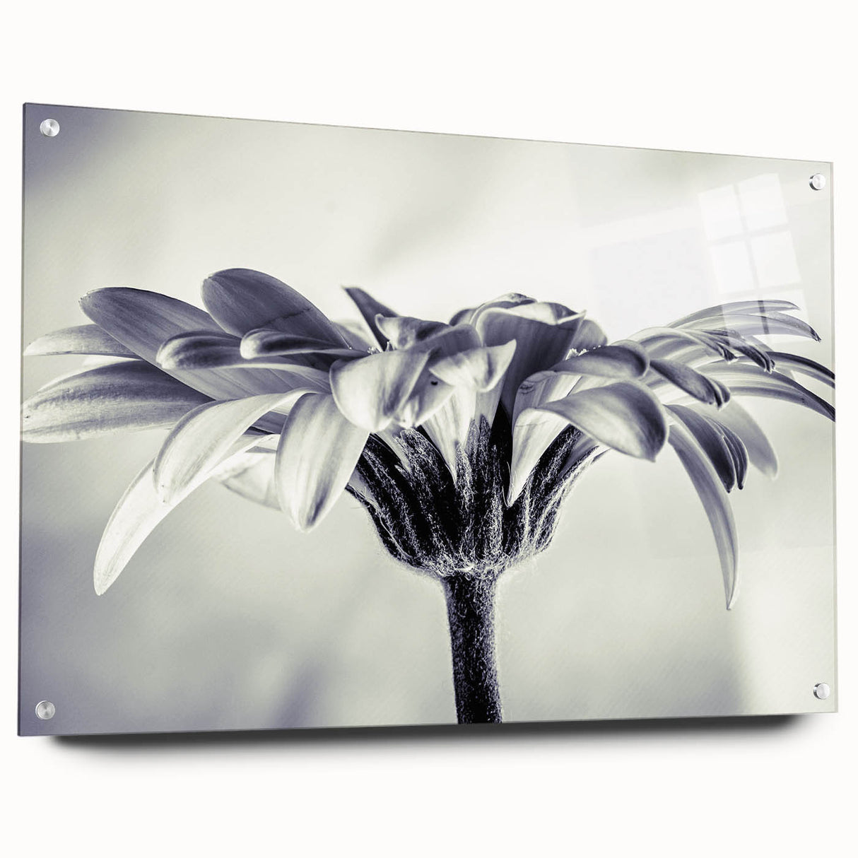 Acrylic wall art featuring a botanical daisy design, showcasing vibrant colors and intricate details, elegantly displayed with pins for a modern touch. Ideal for floral decor enthusiasts seeking to enhance their living space.