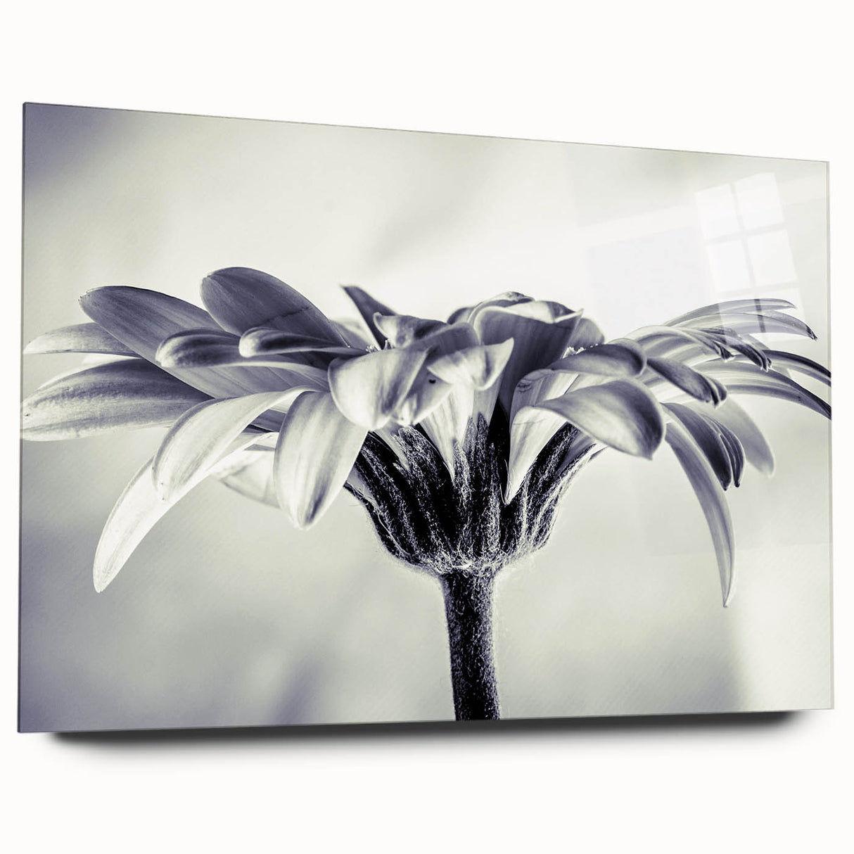 Acrylic glass wall art featuring a botanical daisy design, showcasing vibrant yellow and white flowers against a transparent background, ideal for home decor.