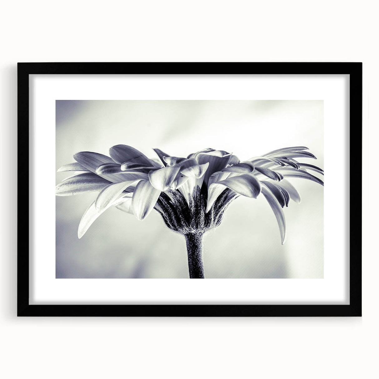 Botanical daisy wall art collection featuring a black frame with matting, showcasing vibrant floral design and intricate details, perfect for home decor.